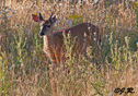 Odocoileus hemionus